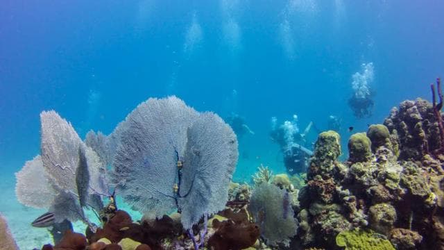 Catalina Island Scuba Diving Tour from Punta Cana