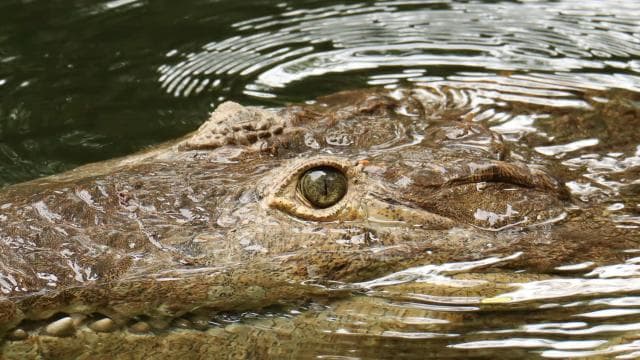 Diamante Eco Adventure Park: Wildlife Sanctuary Pass