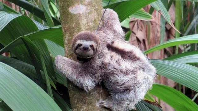 Uvita: Private Guided Tour - Sloth Watching Trail Costa Rica