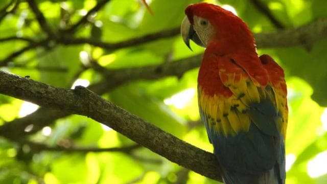 Uvita:Scarlet Macaws in Marino Ballena National Park Parrots