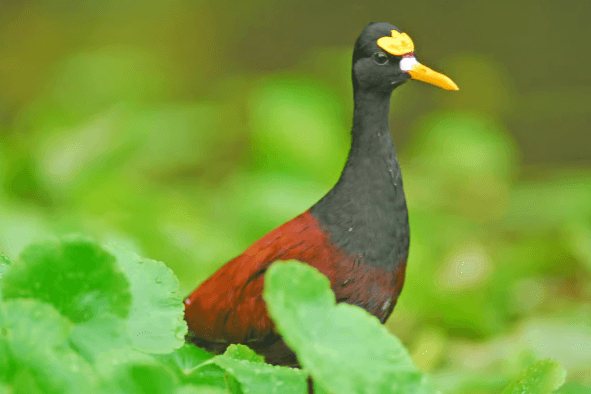 Tortuguero: Canoe Tour in Tortuguero National Park - Photo 4 (Gallery view)