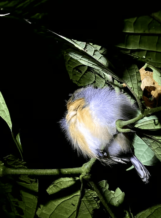 La Fortuna Night Walk: Sloths, Frogs & Wildlife Tour - Dominican Republic