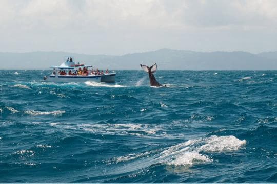 Whale Watching + Cayo Levantado from Sabana de la Mar
