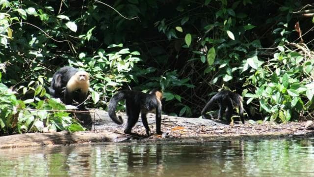 Tortuguero: "Unforgettable" canoe tour in the Tortuguero National Park