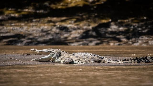 Guanacaste: Palo Verde Wildlife Safari Boat Tour - Photo 3 (Gallery view)