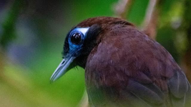 Santa Elena: Cloud Forest Reserve Guided Tour
