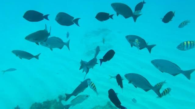 Glow of the Sea: Night Snorkeling & Boat Experience