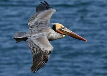 From Santo Domingo: Whale Watching & Cayo Levantado