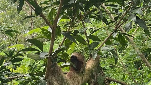 Guanacaste : excursion d'une journée dans la forêt tropicale, les paresseux et la nature avec déjeuner - Photo 3 (Gallery view)
