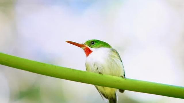 Puerto Rico, Dorado: Educational Forestry Walk