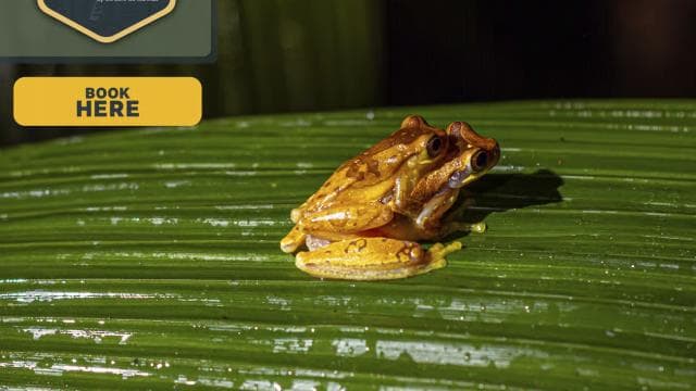 La Fortuna: Nächtlicher Ausflug in den Wald und die Tierwelt - Photo 3 (Gallery view)
