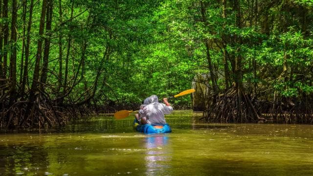 From San Jose: 3-Day Tortuguero National Park Excursion