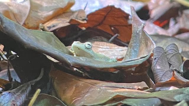 Manuel Antonio National park: All inclusive 8 hours tour