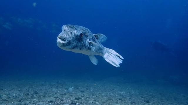 Tamarindo: Private Snorkeling Boat Charter Guanacaste
