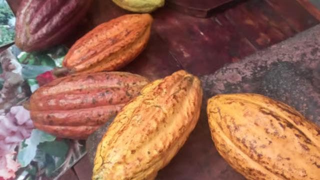 San Jose: Cacao & Chocolate Workshop - Photo 5 (Gallery view)