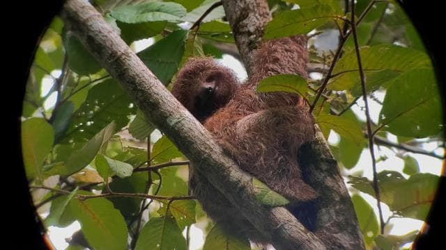 Arenal’s Best Sloth Tour: A Unique Wildlife Experience