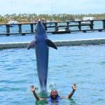 Înot cu delfini în Punta Cana – Cea mai bună descoperire a delfinilor de 60 de minute - Photo 3 (Gallery view)