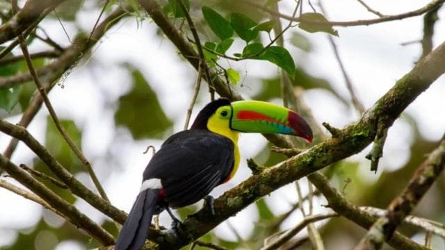 Paseo por la naturaleza para observar aves. - Photo 2 (Gallery view)