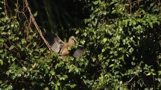 Tortuguero: Night Wildlife Spotting and Jungle Walk