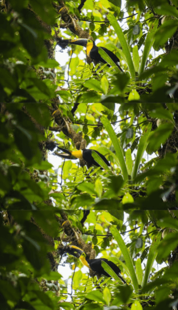 La Fortuna: Arenal Volcano Ecological Park Entry Ticket - Photo 4 (Gallery view)