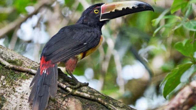Carara National Park: Guided Walk Carara Costa Rica Nature
