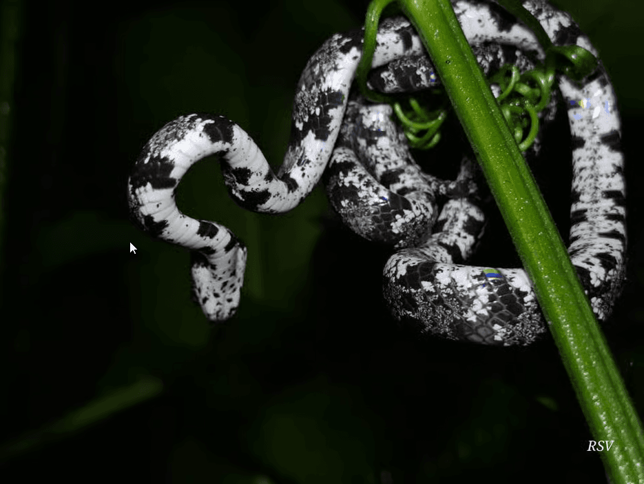Nachtspaziergang in La Fortuna: Faultiere, Frösche und Wildtiere - Photo 2 (Gallery view)