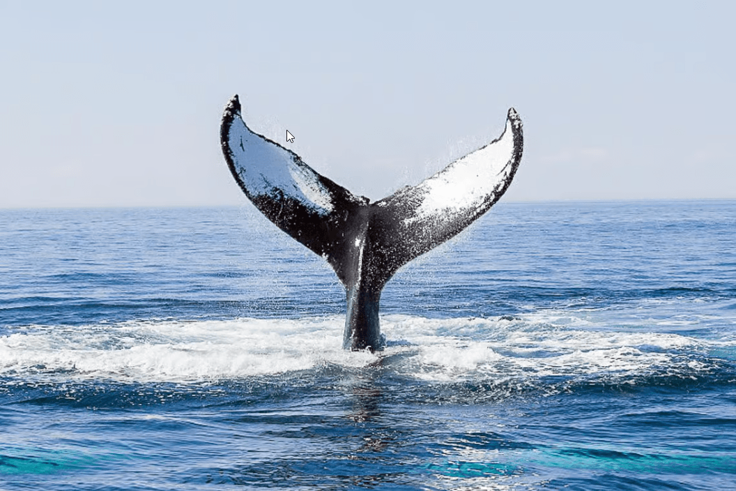 Boston: City Cruises Whale Watching Cruise - Photo 5 (Gallery view)