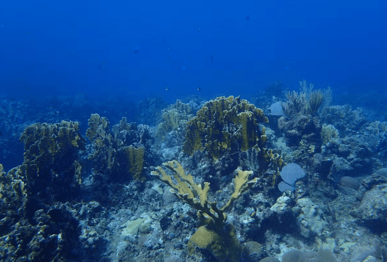 Playa Coral Scuba Diving
