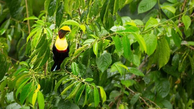 Jaco Beach: Pacific Aerial Tram at Rainforest Adventures