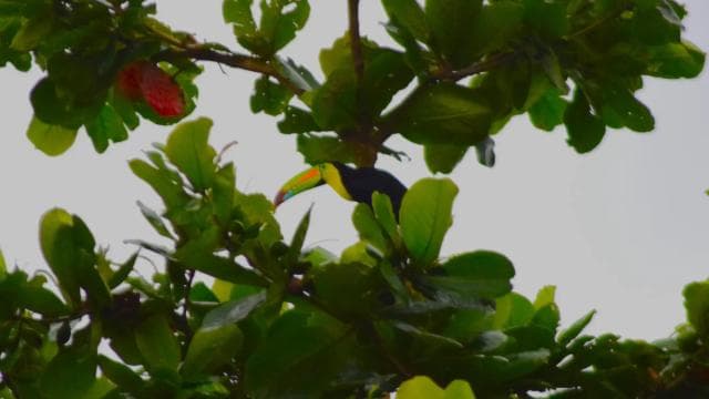 Tortuguero: Jaguar Trail Guided Hike "Feel the Rainforest"