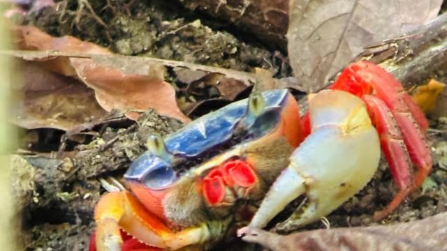Guided tour in the jungle of Manuel Antonio National Park.