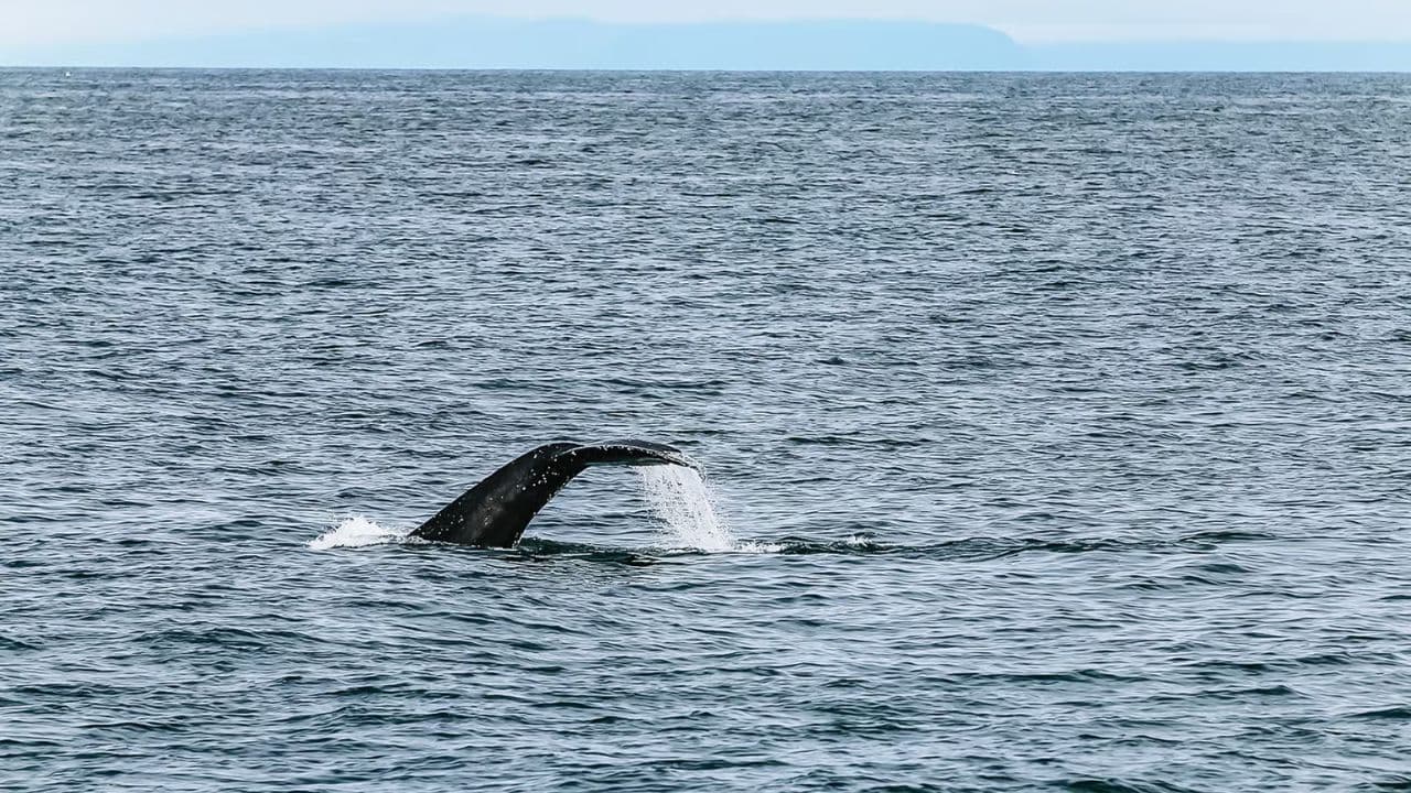 Samaná Whale Watching & Cayo Levantado (Bacardi Island) From Cap Cana