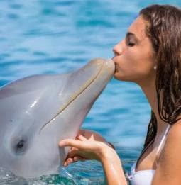 Punta Cana: Enjoy Dolphin Free Hotel Pickup - Photo 4 (Gallery view)