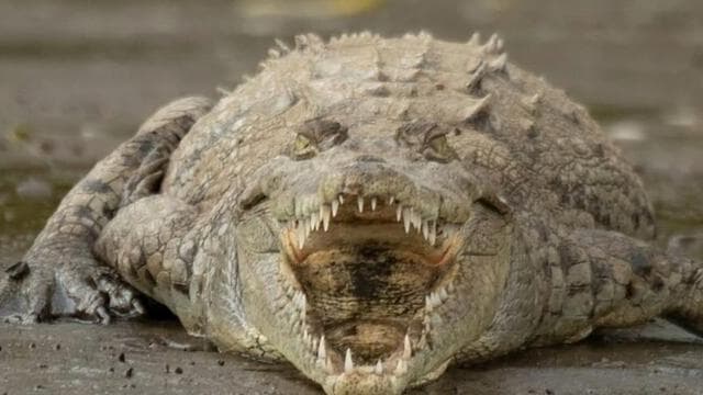 Puntarenas: Wildlife and River Safari Excursion