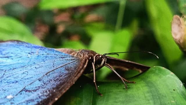 Cahuita: National Park Wildlife & Sightseeing Guided Tour