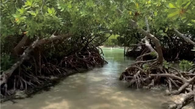 Puerto Rico: 4-in-1-Erlebnis mit Wasserfällen, Stränden und Wanderungen - Photo 5 (Gallery view)