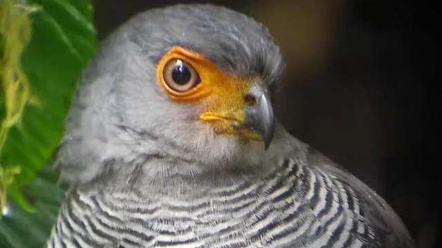 Monteverde: Exploring the Cloud forest