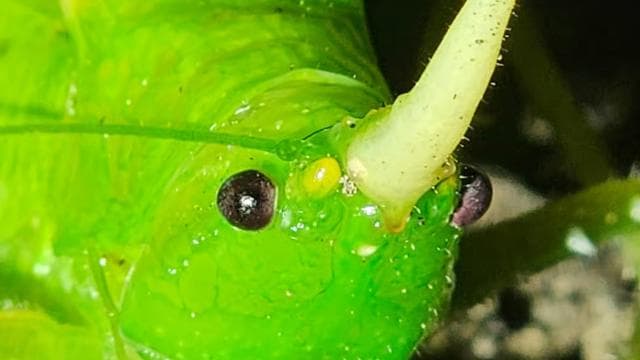 Monteverde Hanging Bridges and Night Walk Tour