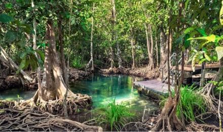 Samana: Visit Samana, Los Haitises Park, and Cayo Levantado Island - Photo 3 (Gallery view)