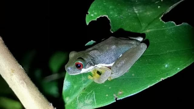 Monteverde: Cloud Forest Tour with Guide & Photos - Photo 4 (Gallery view)