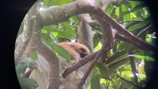 PRIVATE TOUR Manuel Antonio park