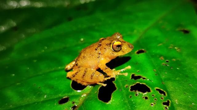La Fortuna: Arenal Volcano Rainforest Night Tour