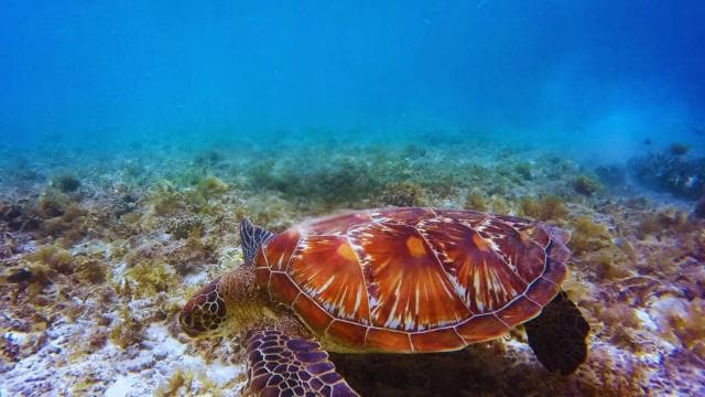 SNORKEL MANZANILLO - 2 Hours with fresh fruit + coconuts