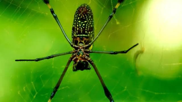 Manuel Antonio: Jungle Night Tour and Buttlerfly Garden