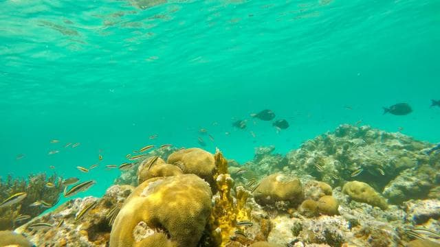 From Fajardo: Icacos Island Boat Trip and Beach Day Package