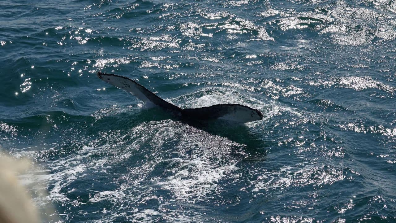 Samaná Whale Watching & Cayo Levantado (Bacardi Island) From Cap Cana