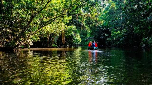 Nationalpark Tortuguero: Die besten Aktivitäten in Tortuguero - Photo 3 (Gallery view)