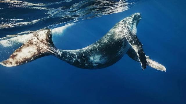 From Punta Cana: Whale Watching & Cayo Levantado Island - Dominican Republic