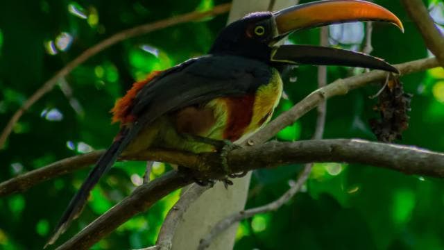 Sierpe: Jungle Wild Cruiser and Mangrove Forest Tour