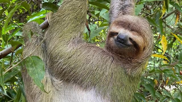 Manuel Antonio National Park Guided Tour – TICKET GUARANTEED